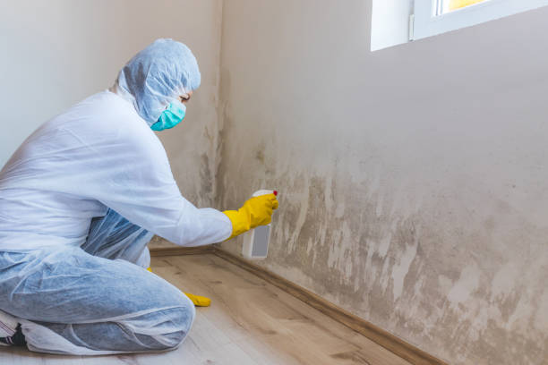 Licensed Mold Remediation service in Chapel Hill, TN - WQB Mold Removal