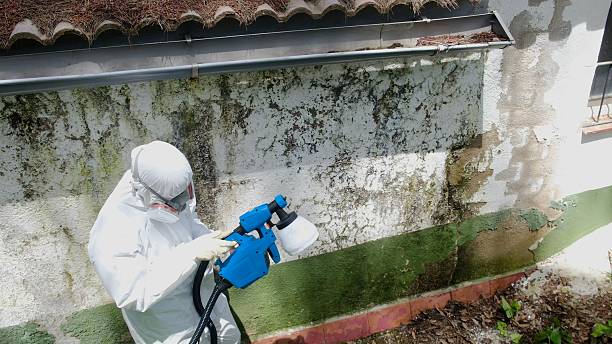 Top rated local Mold Remediation specialists in Chapel Hill, TN
